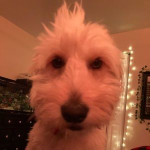 Meet your Posher, Natalie